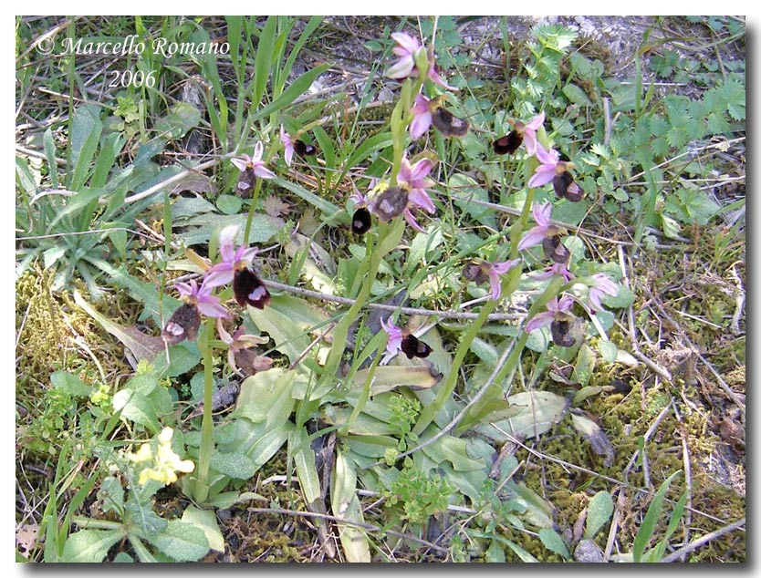 Ophrys bertolonii